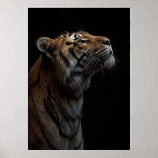 Majestic Bengal Tiger Wildlife Portrait ポスター