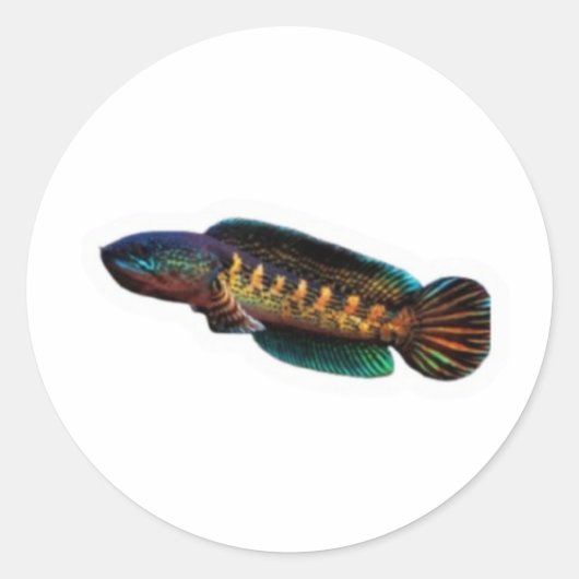 ​Majestic Channa Maru Decal - Rare Freshwater Pred ラウンドシール (正面)