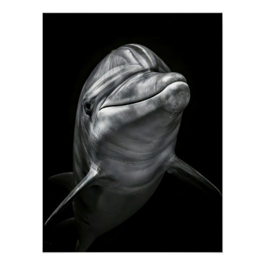 Majestic Dolphin Portrait in High Contrast ポスター (正面)