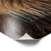 Majestic Lion Face with Blue Eyes | Wildlife Anima フォトプリント (角)