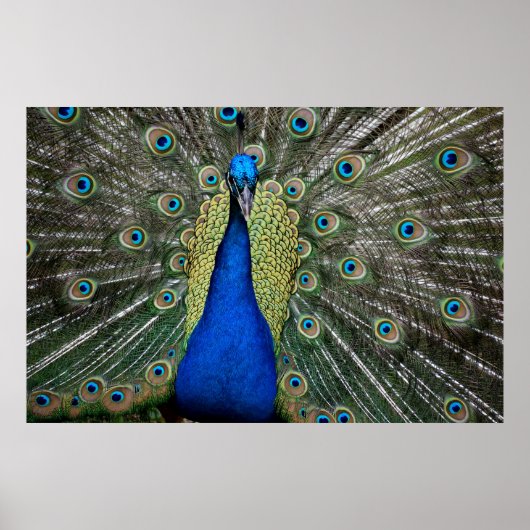 Majestic Peacock  ポスター (正面)