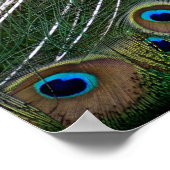 Majestic Peacock  ポスター (角)