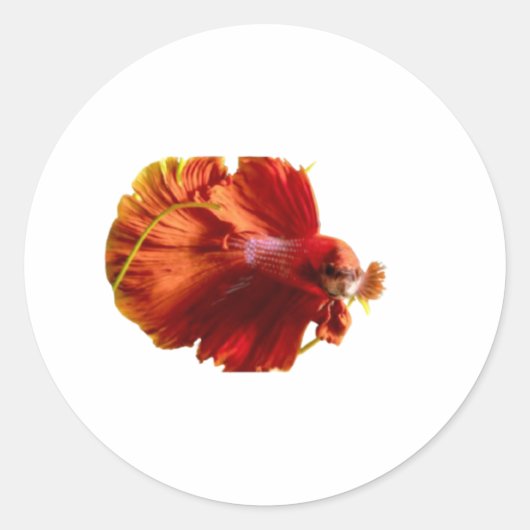 ​Majestic Red Halfmoon Betta Fish Sticker - Siames ラウンドシール (正面)