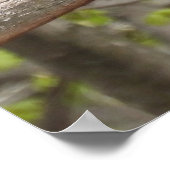 Majestic Red Tailed Hawk  ポスター (角)