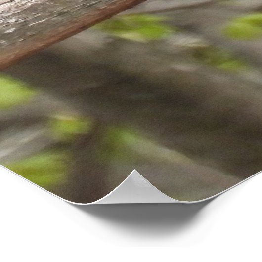 Majestic Red Tailed Hawk  ポスター (角)