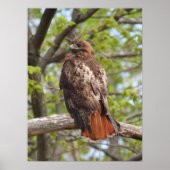Majestic Red Tailed Hawk  ポスター (正面)
