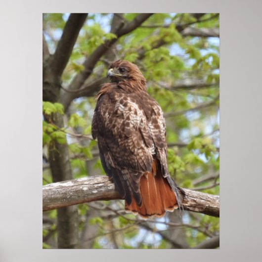 Majestic Red Tailed Hawk  ポスター (正面)