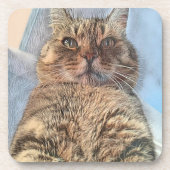 Majestic Tiger Cat  コースター (正面)