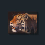 Majestic Tiger Small キャンバスプリント<br><div class="desc">Majestic Tiger from the original Oil on canvas by Sue Maas</div>