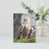 Majestic White Tailed Eagle Scottish Highlands ポストカード (スタンド正面)