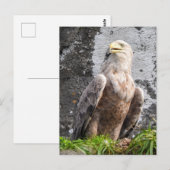 Majestic White Tailed Eagle Scottish Highlands ポストカード (正面/裏面)