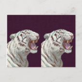 Majestic White Tiger – Postcard Design ポストカード (正面)