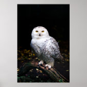 Majestic winter snowy owl ポスター (正面)