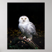 Majestic winter snowy owl ポスター (正面)