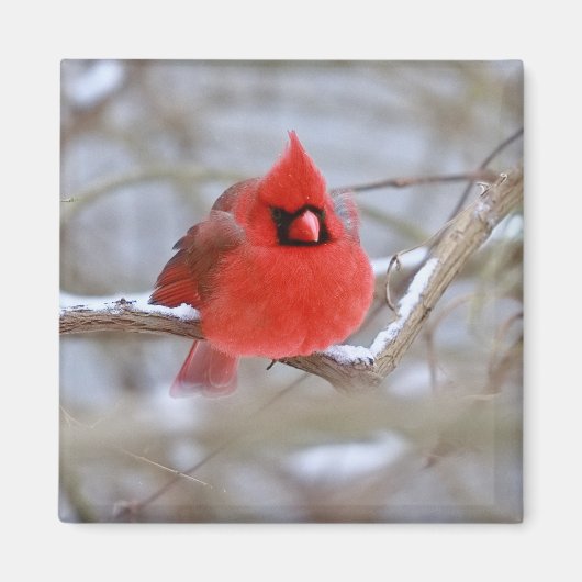 Make_Cardinal_Magnet マグネット (正面)