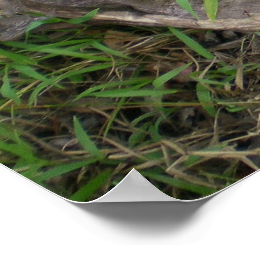 Making friends Orangutan Wildlife ポスター (角)