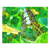 Malachite Butterfly on Green Leaf フォトプリント (正面)