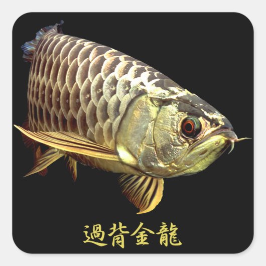 Malaysian Golden Arowana スクエアシール (正面)