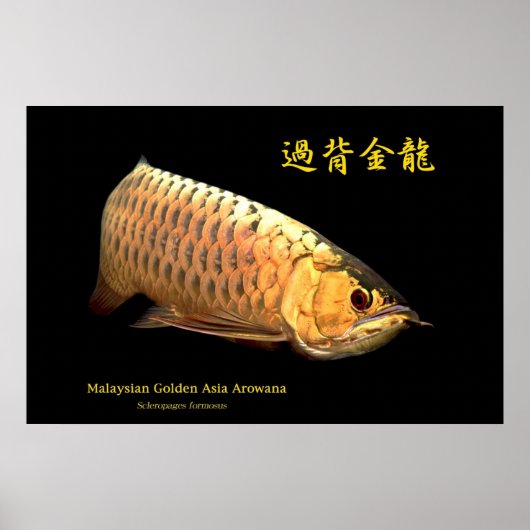 Malaysian Golden Arowana ポスター (正面)