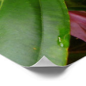 Malaysian Orchid Tree ポスター (角)