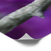 Male, American Goldfinch in summer plumage, ポスター (角)