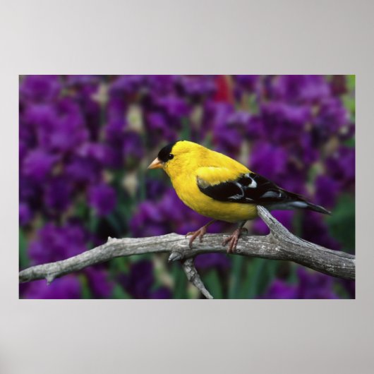 Male, American Goldfinch in summer plumage, ポスター (正面)