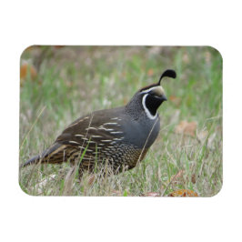 Male California Quail Profileマグネット マグネット