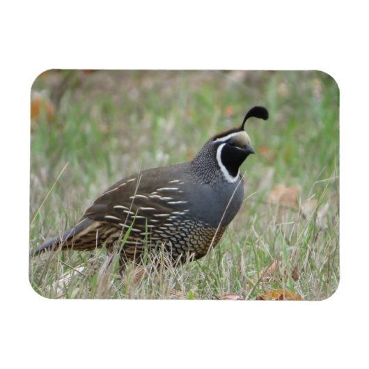 Male California Quail Profileマグネット マグネット (横)