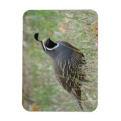 Male California Quail Profileマグネット マグネット (縦)
