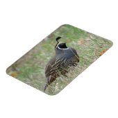 Male California Quail Profileマグネット マグネット (左側)