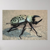 Male Eastern Hercules Beetle Poster ポスター (正面)