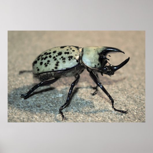 Male Eastern Hercules Beetle Poster ポスター (正面)