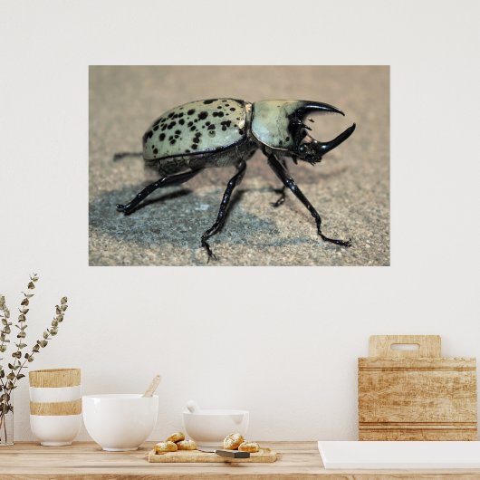 Male Eastern Hercules Beetle Poster ポスター (キッチン)