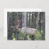 Male Elk, Grand Teton National Park，写真 ポストカード (正面/裏面)