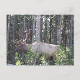 Male Elk, Grand Teton National Park，写真 ポストカード