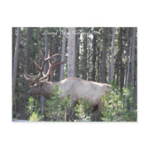 Male Elk, Grand Teton National Park，写真