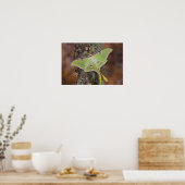 Male Luna Silk Moth of North American ポスター (キッチン)