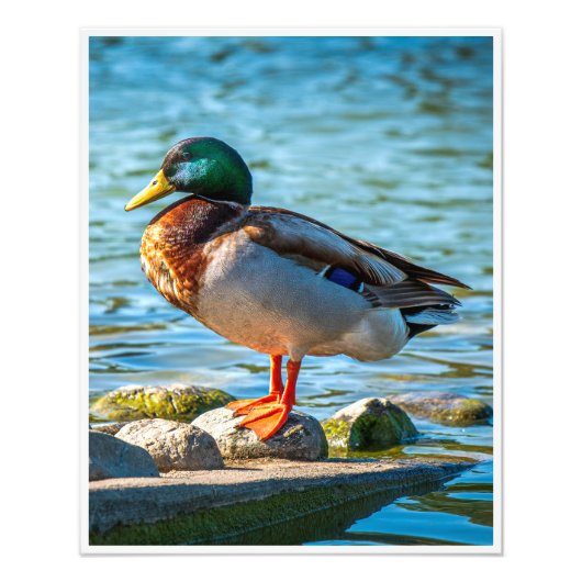 Male Mallard Duck Perched on Lakeside Stones フォトプリント (正面)