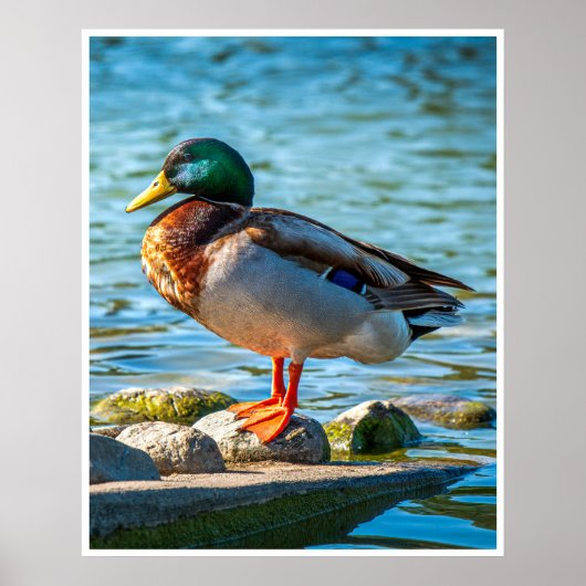 Male Mallard Duck Perched on Lakeside Stones ポスター (正面)