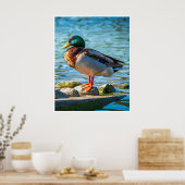 Male Mallard Duck Perched on Lakeside Stones ポスター (キッチン)