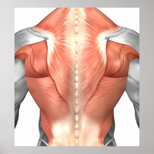 Male Muscle Anatomy Of The Human Back 1 ポスター (正面)