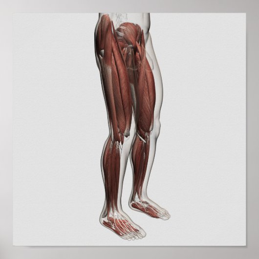 Male Muscle Anatomy Of The Human Legs, Anterior 1 ポスター (正面)