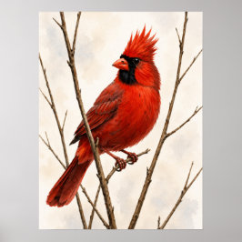 Male Northern Cardinal ポスター