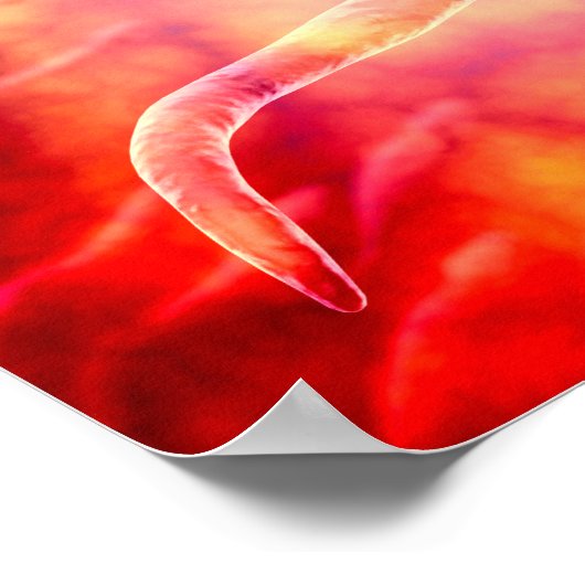 Male Reproductive Sperm Entering The Egg ポスター (角)