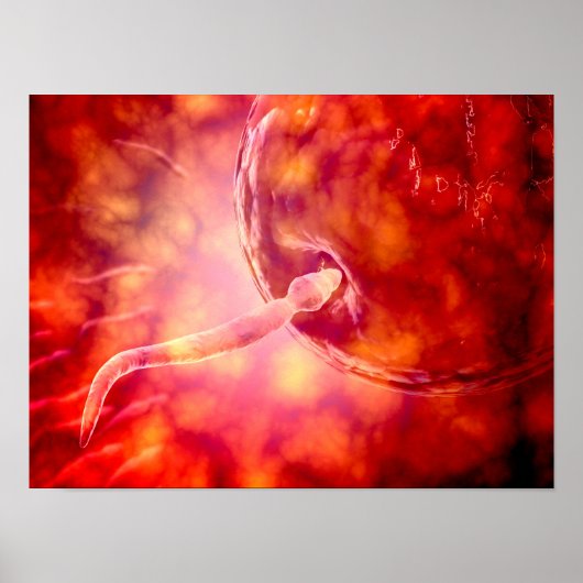 Male Reproductive Sperm Entering The Egg ポスター (正面)