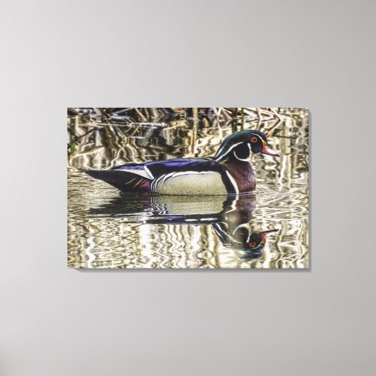 Male wood duck swimming in pond canvas print キャンバスプリント (正面)
