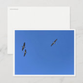 Malibu Birds in Flight – 野生動物の写真 ポストカード (正面/裏面)