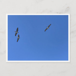 Malibu Birds in Flight – 野生動物の写真 ポストカード