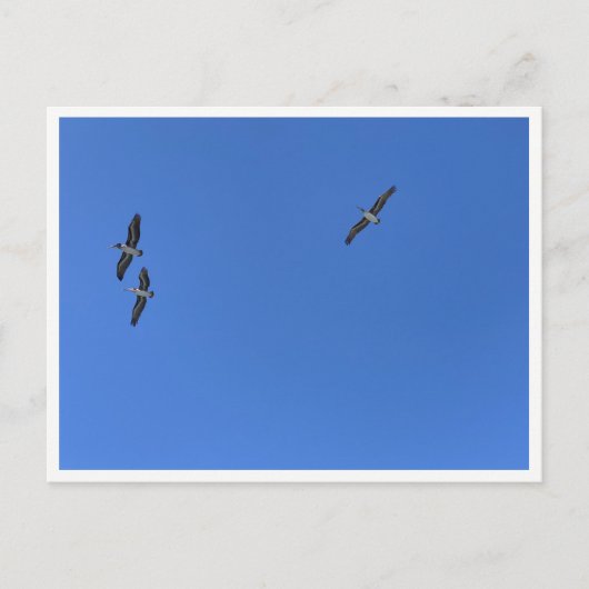 Malibu Birds in Flight – 野生動物の写真 ポストカード (正面)