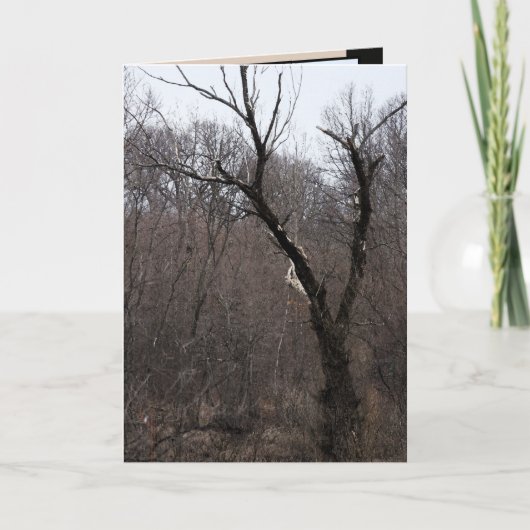 Malificentの木 カード (正面)